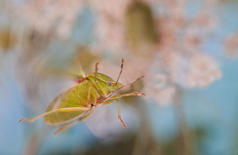 Flying Heteroptera Heteroptera is a group of about 40,000 species of insects in the Hemiptera. Sometimes called "true bugs",[1] that name more commonly refers to Hemiptera as a whole, and "typical bugs" might be used as a more unequivocal alternative since among the Hemiptera the heteropterans are most consistently and universally termed "bugs". "Heteroptera" is Greek for "different wings": most species have forewings with both membranous and hardened portions (called hemelytra); members of the primitive Enicocephalomorpha have wings that are completely membranous. Insects,MACRO