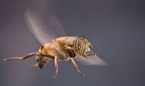 GOLDEN FLIGHT Macro of a flying gold insect (fly). Fly,Golden Fly,Insects,MACRO