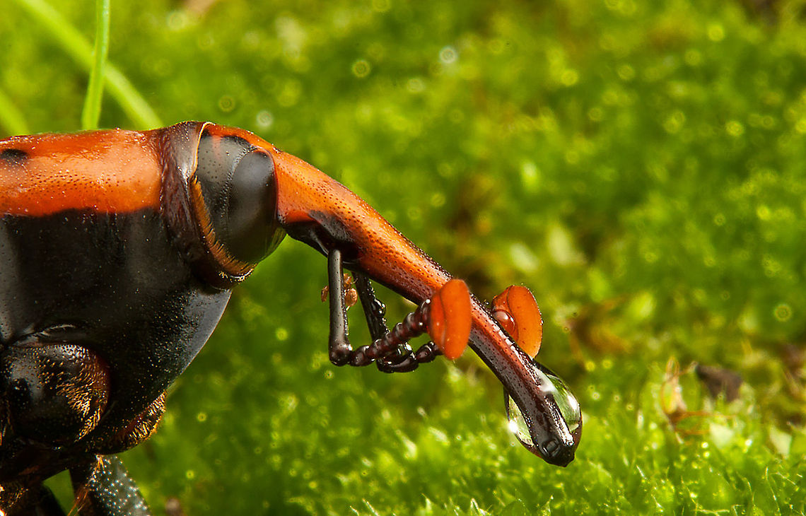 Snout Beetle Side view of a Snout Beetle with its typical red/orange long snout. Beetles,Curculionidae,Insects,MACRO,Rhynchophorus ferrugineus,Snout Beetle,Weevils