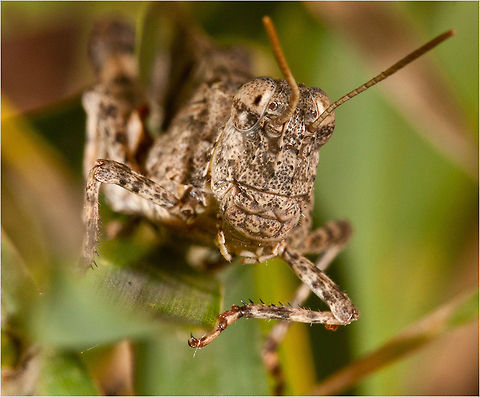 Tettigoniidae The family Tettigoniidae, known in American English as katydids and in British English as bush-crickets, contains more than 6,400 species. It is part of the suborder Ensifera and the only family in the superfamily Tettigonioidea. They are also known as long-horned grasshoppers, although they are more closely related to crickets than to grasshoppers.


Katydid emulating a leaf
Many tettigoniids exhibit mimicry and camouflage, commonly with shapes and colors similar to leaves. Cricket,Insects,MACRO