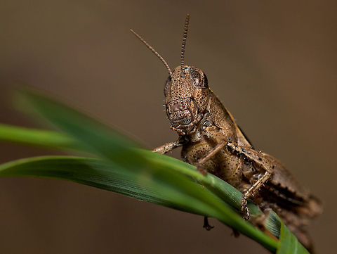 Tettigoniidae Grasshopper on a grass Cricket,Insects,MACRO