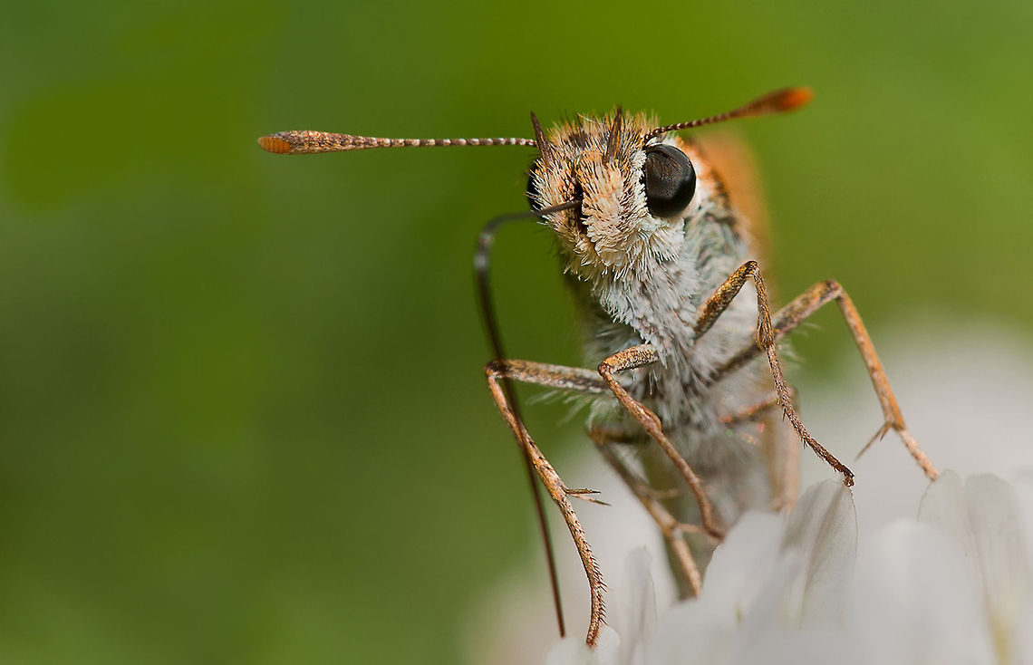 Lepidoptera Lepidoptera on a white flower. Insects,Lepidoptera,MACRO,Skipper