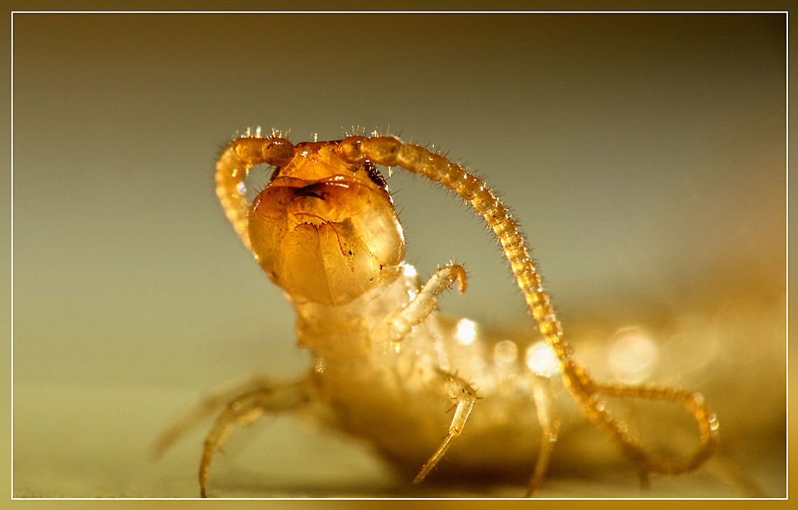 Lithobius forficatus Lithobius forficatus , most commonly known as the brown centipede, is a common European centipede of the family Lithobiidae, although its distribution is not exclusive to Europe. It is between 18 and 30 mm long and up to 4 mm broad and is a chestnut brown colour.<br />
It is similar to a variety of other European lithobiid centipedes, particularly the striped centipede, Lithobius variegatus, but L. forficatus does not have stripes on its legs. Like most lithobiids, it is found in the upper layers of soil, particularly under rocks and rotting logs. This species can be fairly easily identified by an experienced myriapodologist by its reaction to being revealed, which is to run extremely quickly for cover. This is different from many of the other species of large lithobiid, which tend to be less extreme in their evasion behaviour. Centipede,Insects,Lithobius forficatus,MACRO