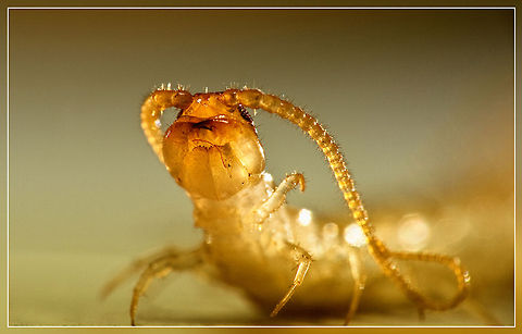 Lithobius forficatus Lithobius forficatus , most commonly known as the brown centipede, is a common European centipede of the family Lithobiidae, although its distribution is not exclusive to Europe. It is between 18 and 30 mm long and up to 4 mm broad and is a chestnut brown colour.
It is similar to a variety of other European lithobiid centipedes, particularly the striped centipede, Lithobius variegatus, but L. forficatus does not have stripes on its legs. Like most lithobiids, it is found in the upper layers of soil, particularly under rocks and rotting logs. This species can be fairly easily identified by an experienced myriapodologist by its reaction to being revealed, which is to run extremely quickly for cover. This is different from many of the other species of large lithobiid, which tend to be less extreme in their evasion behaviour. Centipede,Insects,Lithobius forficatus,MACRO