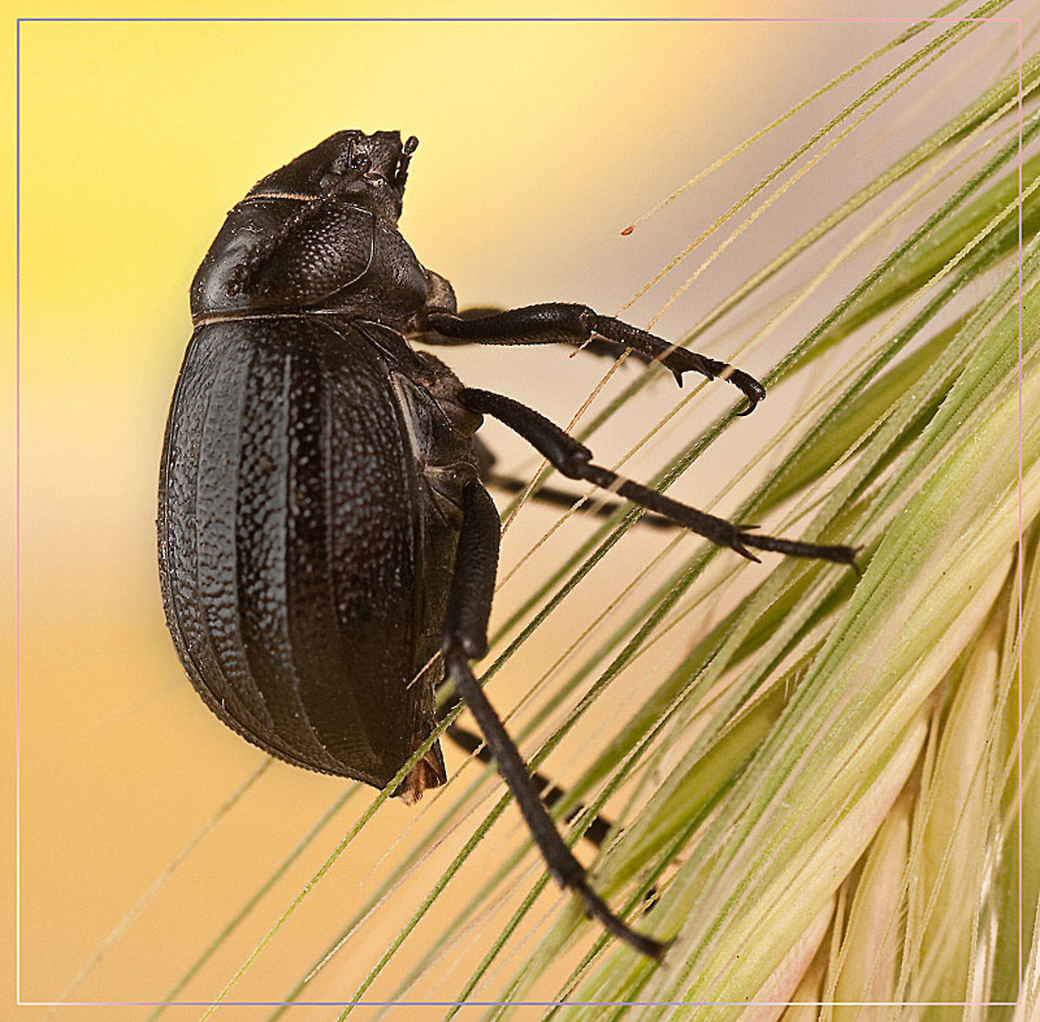 Beetle Cliffhanger Beetle in an almost vertical position climbing a wheat plant. Beetles,Insects,MACRO