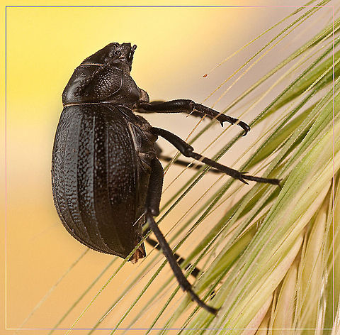 Beetle Cliffhanger Beetle in an almost vertical position climbing a wheat plant. Beetles,Insects,MACRO