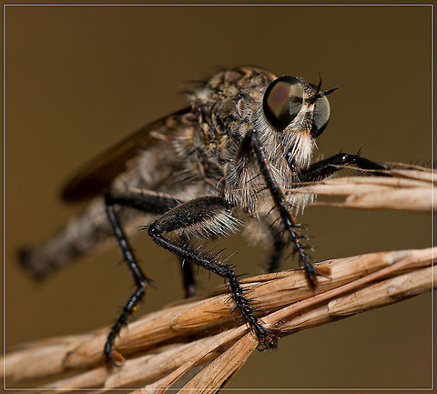 Asilidae (Robber Fly) Insects in the Diptera family Asilidae are commonly called robber flies. The family Asilidae contains about 7,100 described species worldwide.
All robber flies have stout, spiny legs, a dense moustache of bristles on the face (mystax), and 3 simple eyes (ocelli) in a characteristic depression between their two large compound eyes. The mystax helps protect the head and face when the fly encounters prey bent on defense. The antennae are short, 3-segmented, sometimes with a bristle-like structure called an arista. Fly,Insects,MACRO,robber Fly