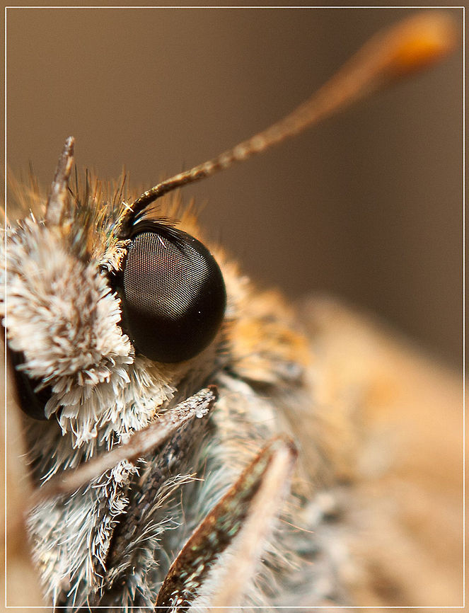 Insect portrait  MACRO,Skipper,compound eye,fauna,insects