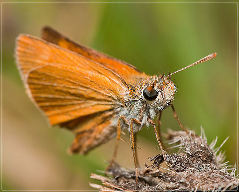 Orange Butterfly Closeup of a orange butterfly. Butterfly,Insects,MACRO,Skipper