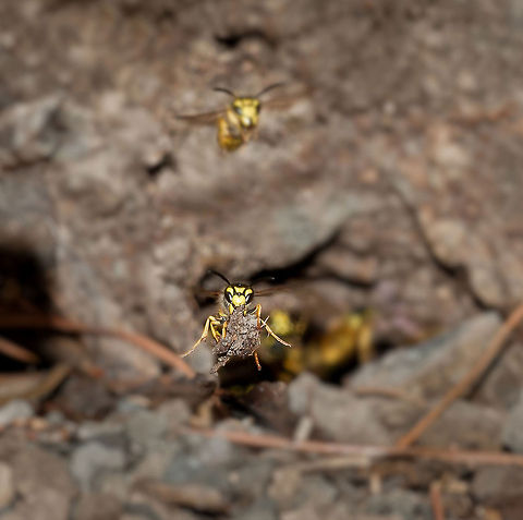 Wasp The term wasp is typically defined as any insect of the order Hymenoptera and suborder Apocrita that is neither a bee nor an ant.[1] Almost every pest insect species has at least one wasp species that preys upon it or parasitizes it, making wasps critically important in natural control of their numbers, or natural biocontrol. Parasitic wasps are increasingly used in agricultural pest control as they prey mostly on pest insects and have little impact on crops. German wasp,Insects,Vespula germanica