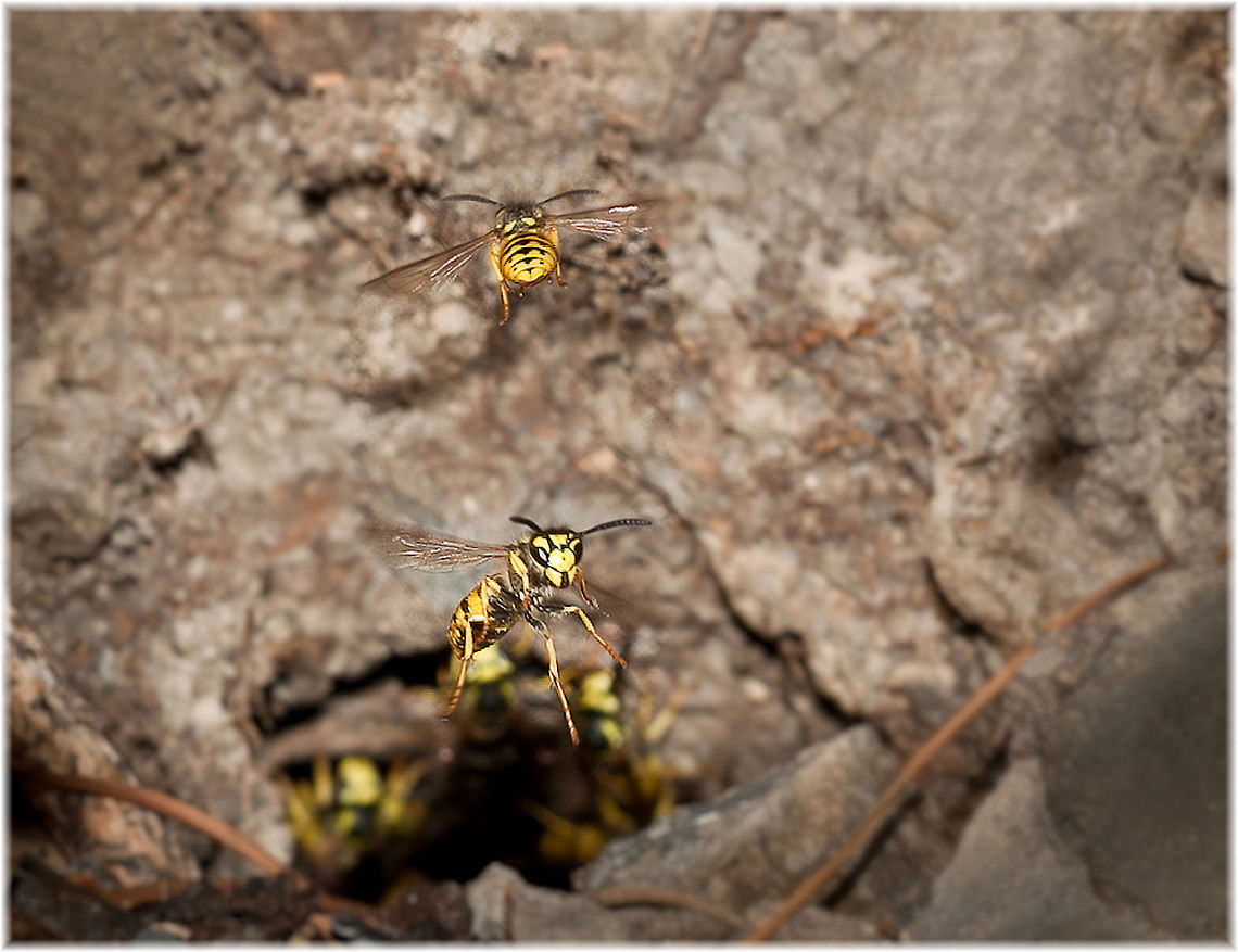 Wasp The various species of wasps fall into one of two main categories: solitary wasps and social wasps. Adult solitary live and operate alone, and most do not construct nests (below); all adult solitary wasps are fertile. By contrast, social wasps exist in colonies numbering up to several thousand strong and build nests&mdash;but in some cases not all of the colony can reproduce. In some species, just the wasp queen and male wasps can mate, whilst the majority of the colony is made up of sterile female workers. German wasp,Insects,MACRO,Vespula germanica