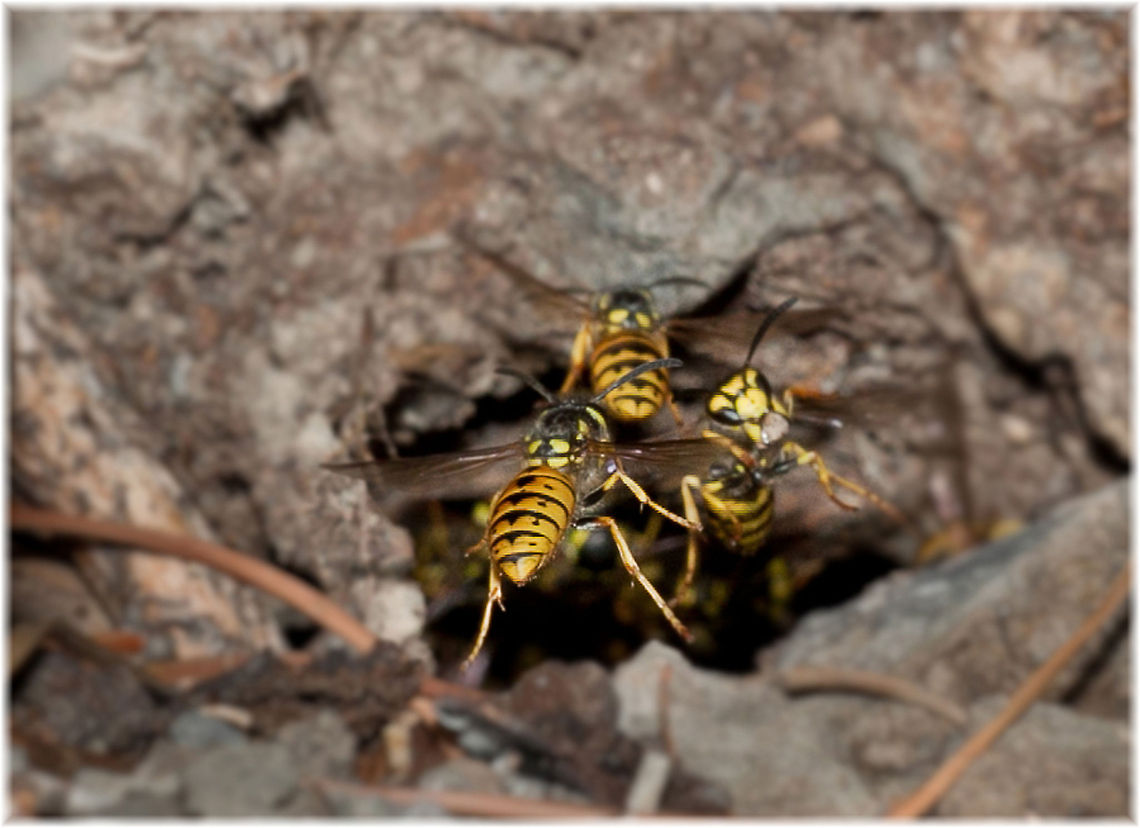 Wasp Sorry! Image quality poor! It is very dangerous to shoot! Ran 100 times! Bees,German wasp,Insects,MACRO,Vespula germanica