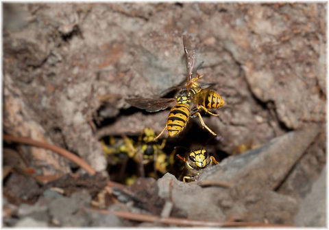 Wasp  German wasp,Insects,MACRO,Vespula germanica,Wasp