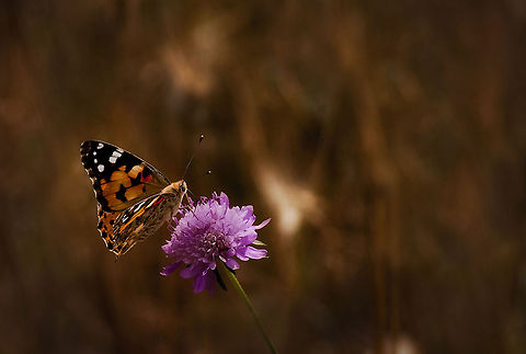 Danaidae A gorgeous Milkweed Butterfly lands on a purple flower. Butterfly,Milkweed Butterfly,Rhopalocera,Vanessa cardui,macro