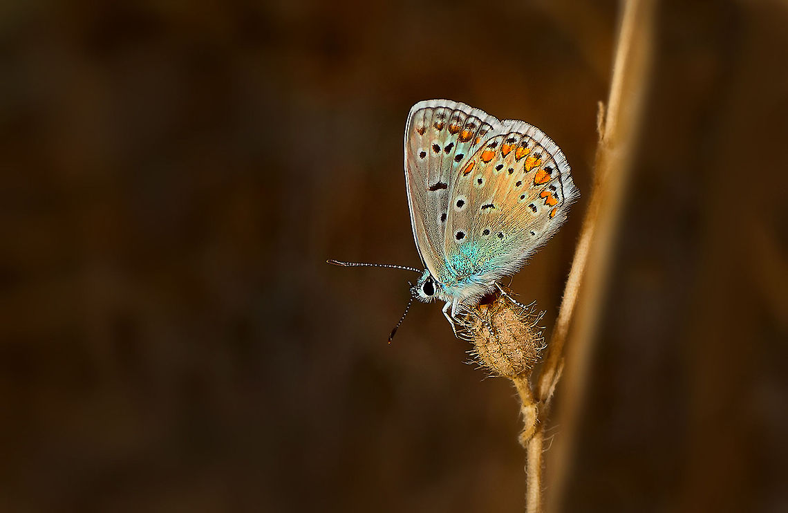 Common Blue Spectacular color in this Common Blue Butterfly.  Butterfly,Common Blue,Insects,Polyommatus icarus,Rhopalocera,macro