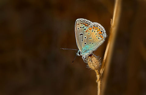 Common Blue Spectacular color in this Common Blue Butterfly.  Butterfly,Common Blue,Insects,Polyommatus icarus,Rhopalocera,macro