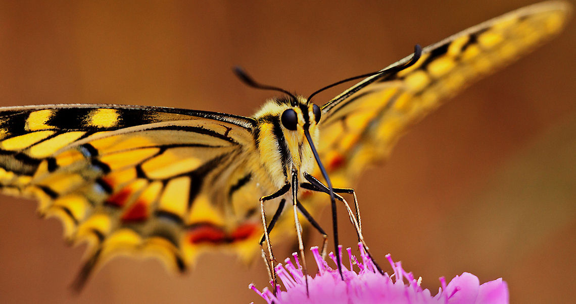Old World swallowtail Sun Amazingly bright yellow Old World swallowtail butterfly. Alexanor,Butterfly,Insects,MACRO,Old World swallowtail,Papilio alexanor,Papilio machaon,Swallowtails