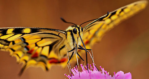 Old World swallowtail Sun Amazingly bright yellow Old World swallowtail butterfly. Alexanor,Butterfly,Insects,MACRO,Old World swallowtail,Papilio alexanor,Papilio machaon,Swallowtails