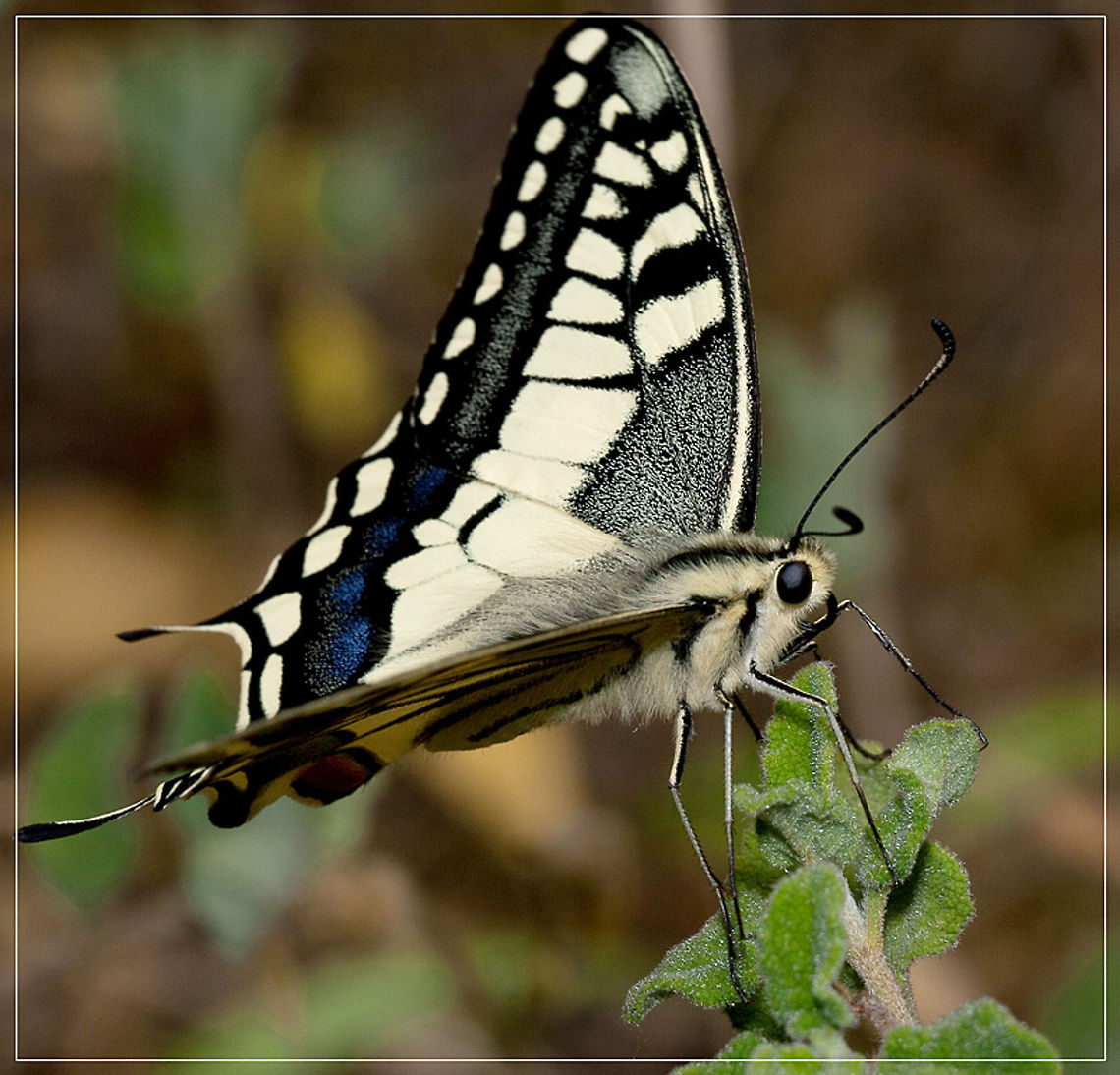 Old World swallowtail Sideview closeup of an Old World swallowtail resting on a green plant. Butterfly,Old World swallowtail,Papilio machaon,insects,macro