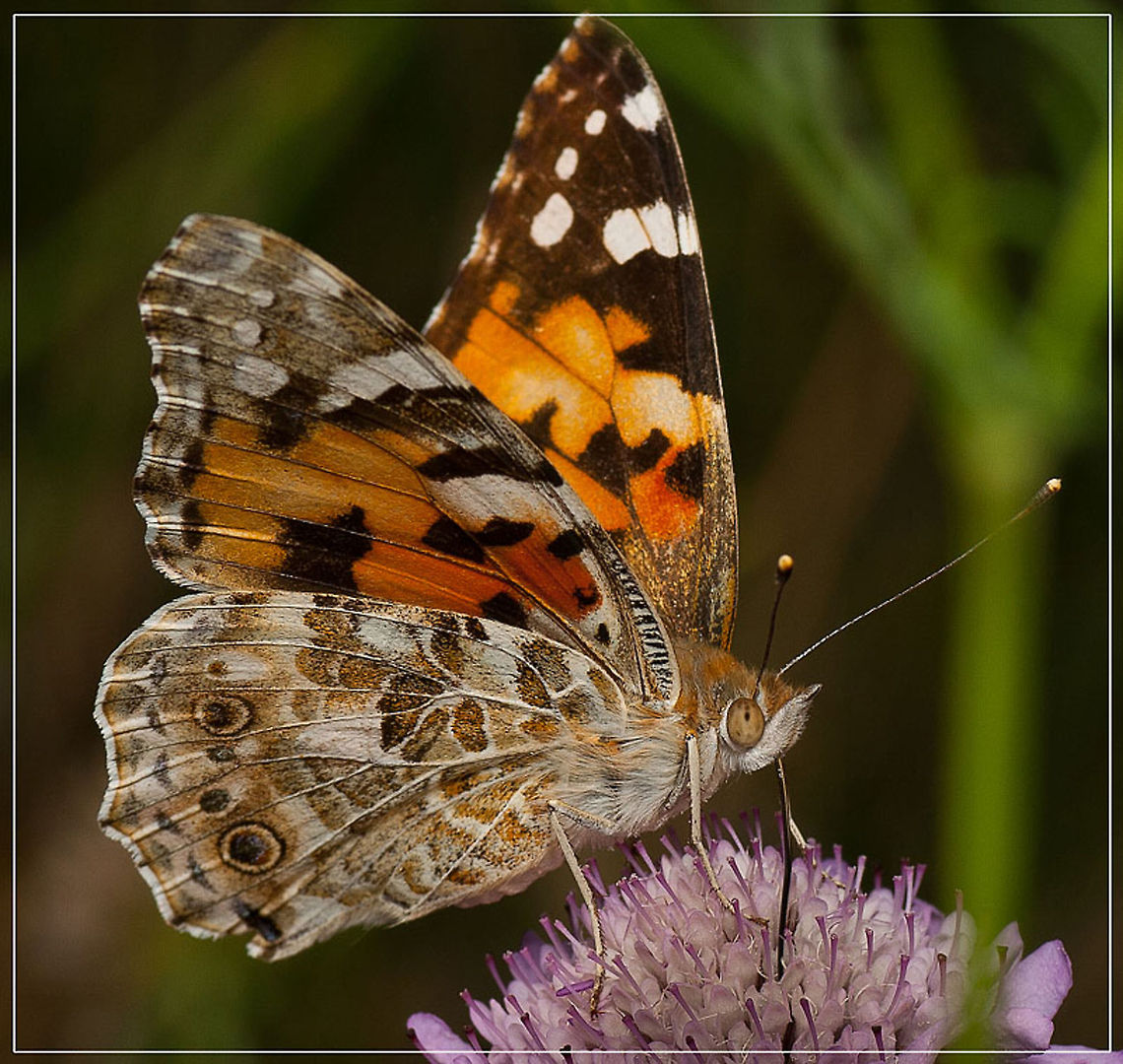 Painted Lady Butterfly Closeup of a Painted Lady Butterfly on a flower. Butterfly,Macro,Vanessa cardui,insects