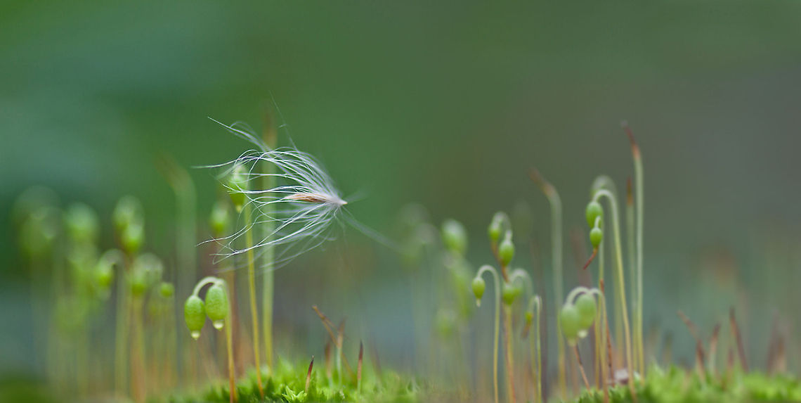 "AVATAR"  Macro