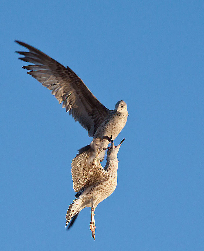 Gulls fighting in the air Larus большой род чаек с распространением по всему миру (хотя, безусловно, наибольшее видовое разнообразие находится в Северном полушарии ). Многие из его видов имеются в изобилии и известных птиц в их пределах. Примерно до 2005-2007 годов, самой чайки были помещены в этом роде, но такая схема сейчас известно, что полифилетическом , что ведет к воскресению родов Ichthyaetus , Chroicocephalus , Leucophaeus и Hydrocoloeus (последний был признан чаще, чем другие родов) для нескольких видов традиционно входящих в Larus . Birds,Larus,gull,seagull