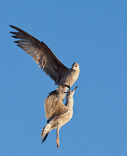 Gulls fighting in the air Larus большой род чаек с распространением по всему миру (хотя, безусловно, наибольшее видовое разнообразие находится в Северном полушарии ). Многие из его видов имеются в изобилии и известных птиц в их пределах. Примерно до 2005-2007 годов, самой чайки были помещены в этом роде, но такая схема сейчас известно, что полифилетическом , что ведет к воскресению родов Ichthyaetus , Chroicocephalus , Leucophaeus и Hydrocoloeus (последний был признан чаще, чем другие родов) для нескольких видов традиционно входящих в Larus . Birds,Larus,gull,seagull
