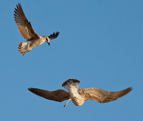 Dogfight Gulls are common in the world, including in the polar latitudes.They are mostly associated with coastal marine waters and inland waters, but many of them have settled down near the man becoming Sinanthropus - flocks of seagulls are looking for food in populated areas, garbage dumps, slaughterhouses, arable lands and close to fishing vessels.Availability of food has led to a sharp increase in the population of seagulls - for example, only in the North Sea 30%, and in some areas and up to 70% of the diet of birds have on the dregs of fishing.4] Laridae,birds