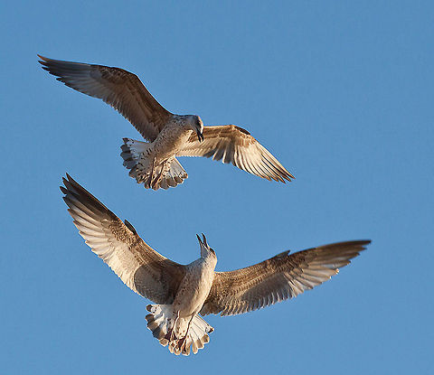 Fighting seagulls Seagulls fighting in the air Birds,Laridae,gull,seagull