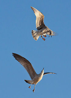 Dogfight  Birds,Laridae,aves,blue sky,flight