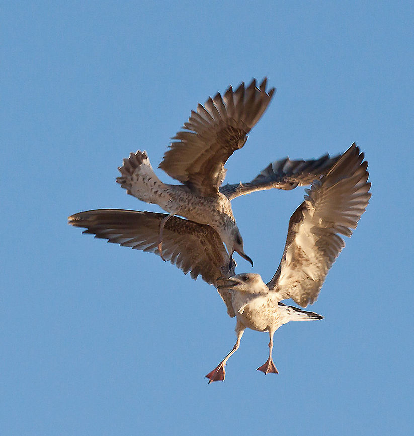 Seagulls fighting in the air Seagulls fighting in the air  Laridae,birds,fight,gull,seagull