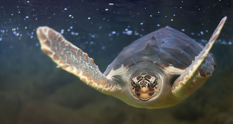Sea Turtle floating beneath the waves Turtles are reptiles of the order Testudines (crown group of the superorder Chelonia), characterized by a special bony or cartilaginous shell developed from the rib, which acts as a shield.  Caretta caretta,Loggerhead sea turtle,Sauropsida,Sea Turtle,Underwater