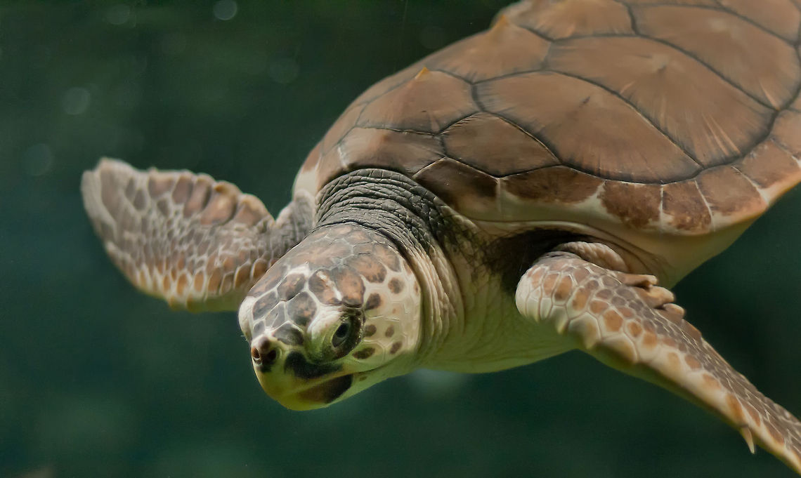 Sea Turtle sideview Like other reptiles, turtles are ectotherms-their internal temperature varies depending on the environment, which is commonly referred to as cold-blooded. Nevertheless, the leatherback sea turtle is much higher body temperature than the surrounding water due to the high metabolic rate.<br />
<br />
 Caretta caretta,Loggerhead sea turtle,Reptiles,Sauropsida,Sea Turtle,Turtle