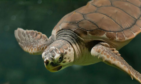Sea Turtle sideview Like other reptiles, turtles are ectotherms-their internal temperature varies depending on the environment, which is commonly referred to as cold-blooded. Nevertheless, the leatherback sea turtle is much higher body temperature than the surrounding water due to the high metabolic rate.

 Caretta caretta,Loggerhead sea turtle,Reptiles,Sauropsida,Sea Turtle,Turtle