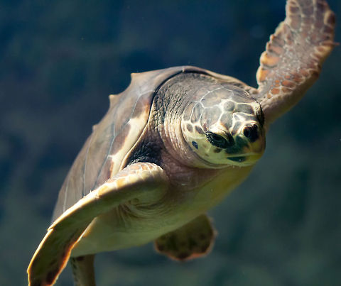 Sea Turtle closeup Although many turtles spend much of their lives underwater, all turtles breathe air and must surface at regular intervals to refill their lungs. They may also spend much of their life on land. Aquatic respiration in Australian freshwater turtles is currently being studied. Some species have large cloacal cavities that are lined with many finger like projections. These projections, called papillae, have a rich blood supply, as well as to increase the surface area of ​​the cloaca. Turtles can take up dissolved oxygen from water using these papillae, in much the same way that fish use gills to breathe. Caretta caretta,Loggerhead sea turtle,Reptiles,Sauropsida,Sea Turtle,Turtle