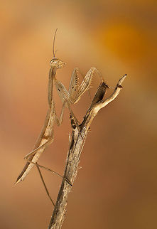 Mantis Religiosa  European Mantis,Insects,Macro,Mantis,Mantis religiosa,Mantodea