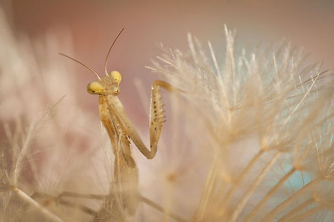 Mantis Religiosa  European Mantis,Insects,Macro,Mantis,Mantis religiosa,Mantodea