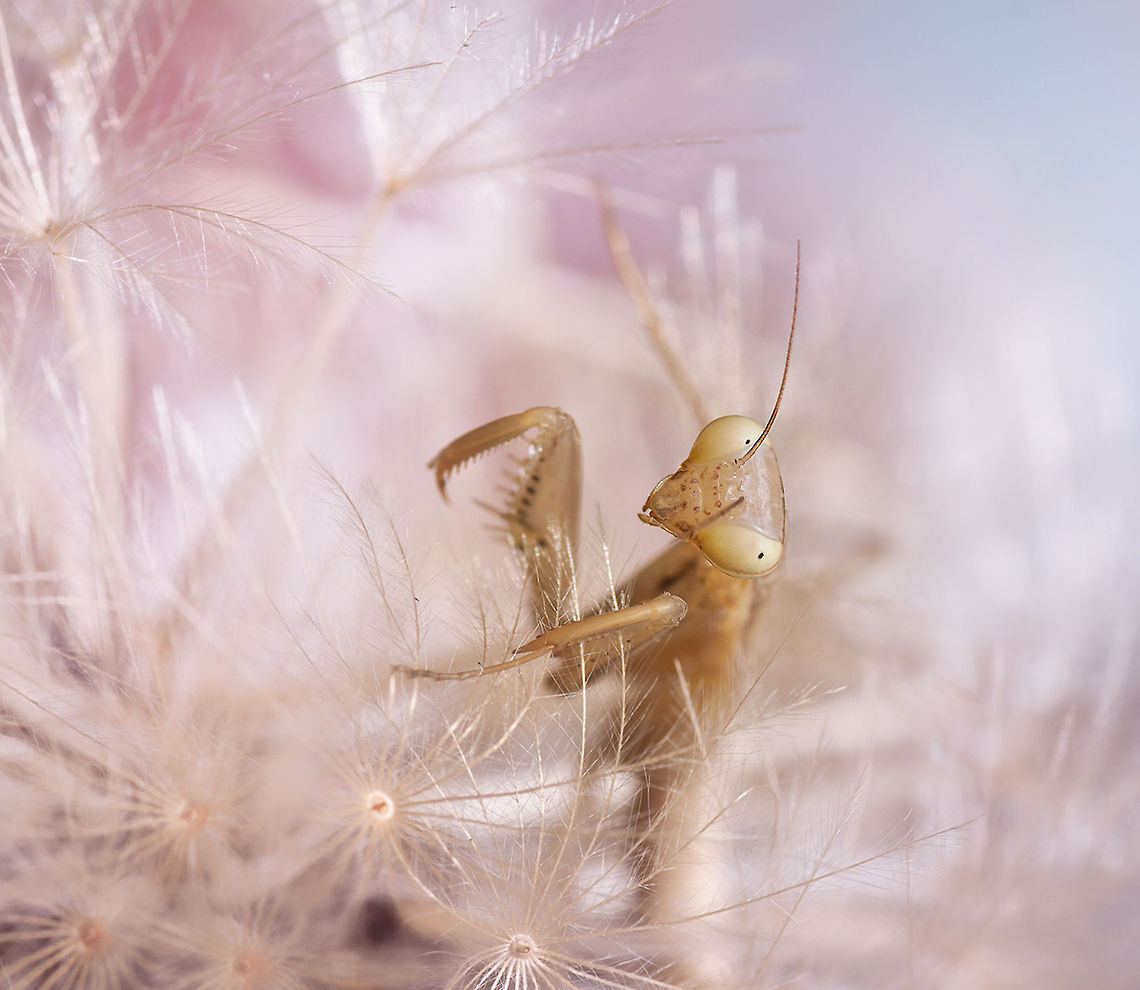 Mantis Religiosa  European Mantis,Insects,Macro,Mantis religiosa,Mantodea