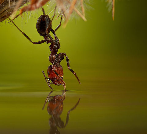 Ant drinking head over heels An ant drinking water upside down. Ants,Drinking,Formicidae,Macro,Reflection,insects,water