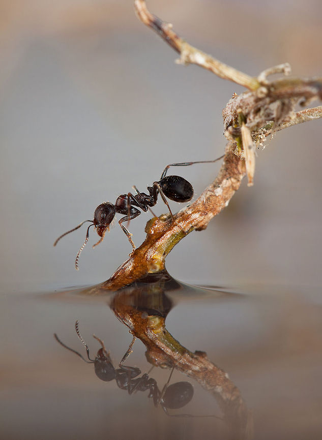 Reflection of an ant An ant close to the water surface plus it's reflection in the water. Ants,Formicidae,Macro,Reflection,insects,water