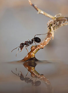 Reflection of an ant An ant close to the water surface plus it's reflection in the water. Ants,Formicidae,Macro,Reflection,insects,water
