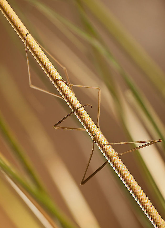 Phasmatodea - Stick insect Phasmatodea (sometimes called Phasmida) on the order of insects whose members are known as stick insects (in Europe and Australia), canes or sticks of errors (in the U.S. and Canada), phasmids, ghost insects and leaf insects (generally the family Phylliidae). Sequence name comes from the Greek φάσμα phasma, which means appearance or phantom, and refers to the similarity of many kinds of sticks or leaves. Their natural camouflage can make them very difficult to detect. Phasmatodea can be found worldwide in warmer areas, especially in the tropics and subtropics. The greatest diversity is in Southeast Asia and South America and then Australia. Phasmids also have a significant presence in the continental United States, mostly in the Southeast.<br />
Insects,Macro,Phasmatodea,Stick insects