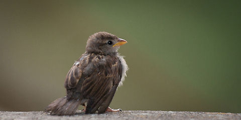 Sparrow (Passer domesticus ) Baby sparrow waiting to be fed. Birds,House Sparrow,Passer domesticus,Passeridae,SPARROW