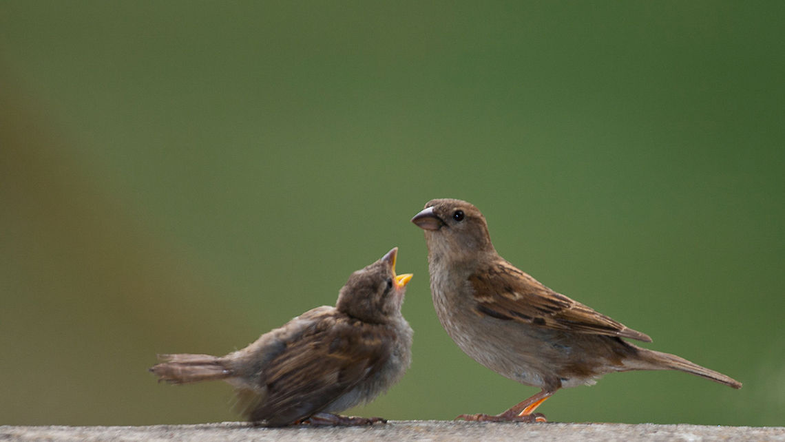 House Sparrow House sparrow and it&#039;s baby waiting for food Baby,Birds,House Sparrow,Passer domesticus,Passeridae,Sparrow