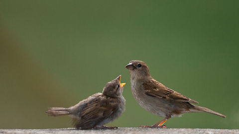 House Sparrow House sparrow and it's baby waiting for food Baby,Birds,House Sparrow,Passer domesticus,Passeridae,Sparrow