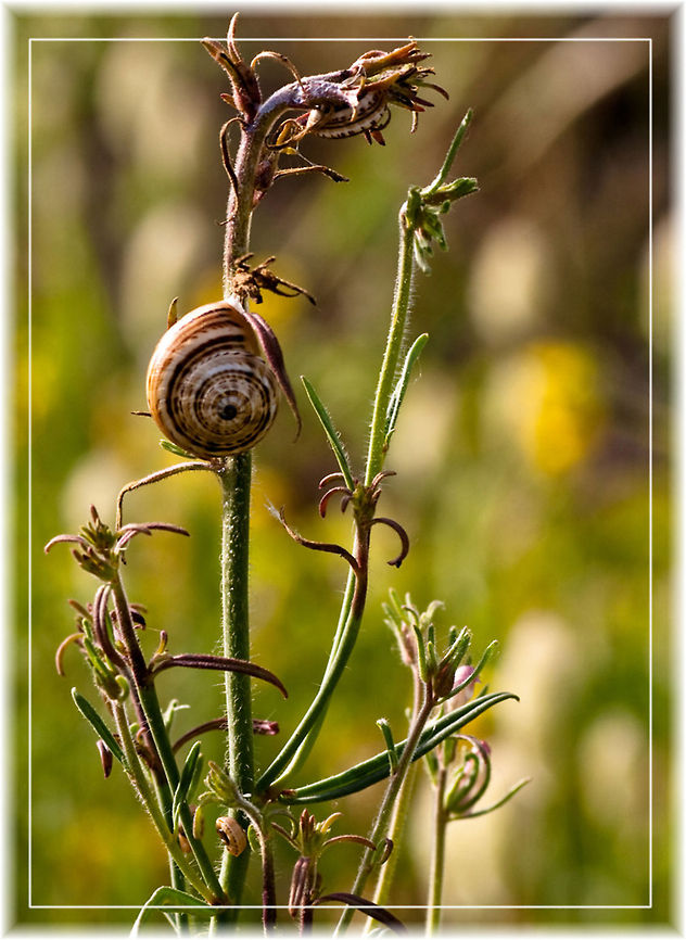 The beauty of nature  Gastropoda,Macro,Snail,Theba pisana,grass,plants