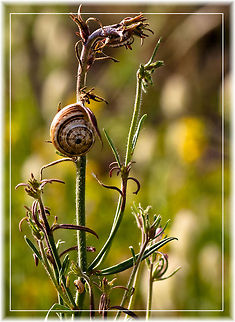The beauty of nature  Gastropoda,Macro,Snail,Theba pisana,grass,plants