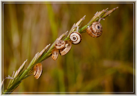 The beauty of nature Grass twig with snails stuck to it Gastropoda,Macro,Snail,Theba pisana,grass,plants