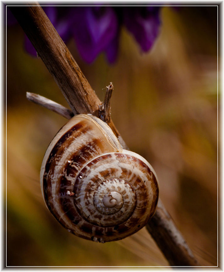 Snail closeup Closeup of a snail attached to a branch. Eobania vermiculata,Gastropoda,Snail,Theba pisana,grass,plants