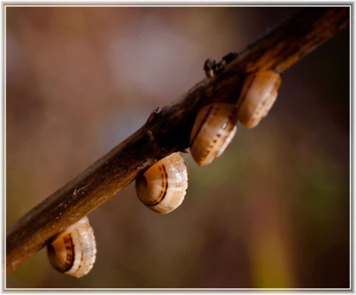 4 snails on a twig 4 small snails holding to a twig Gastropoda,Snail,Theba pisana,grass,plants